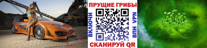 дарк нет Telegram Кузнецк Псилоцибиновые грибы GOLDEN TEACHER